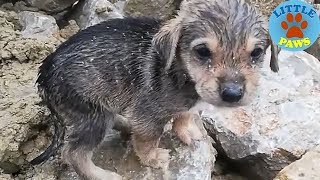 Heartbreaking Video Rescue Abandoned Homeless Puppies [upl. by Sueahccaz649]