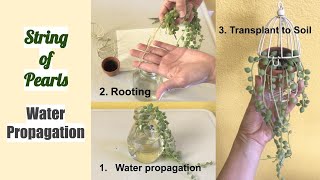 String of Pearls Water Propagation Senecio Rowleyanus [upl. by Notsirt]