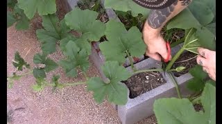 Pruning pumpkins and Leaf mottle [upl. by Kolivas]