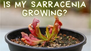 Sarracenia Purpurea 60 Day Update American Pitcher Plant Growth amp Care  Soil Lighting amp Water [upl. by Ai537]