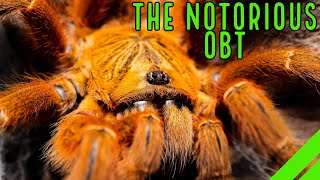 Orange Baboon Tarantula OBT Pterinochilus murinus Care amp Husbandry [upl. by Neik]