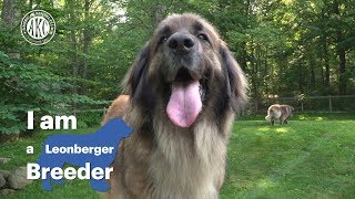 I am a Leonberger breeder  Alida Greendyk [upl. by Eikcim]