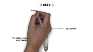 Ants Vs Termites How to tell the difference [upl. by Yelhs]