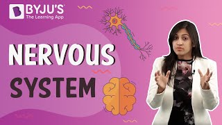 Nervous System Control and Coordination [upl. by Shurwood]