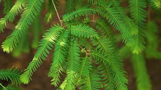 Metasequoia glyptostroboides  Dawn Redwood [upl. by Hendricks]