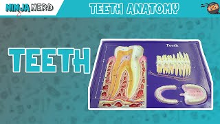 Gastrointestinal  Teeth Anatomy [upl. by Brigid]