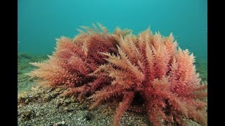 Introduction to Red Algae Rhodophyta [upl. by Maighdlin]