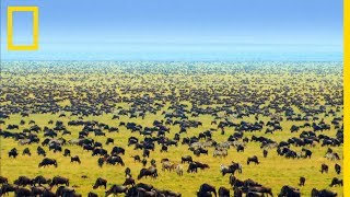 Limpressionnant parc national du Serengeti en Tanzanie [upl. by Sharity]