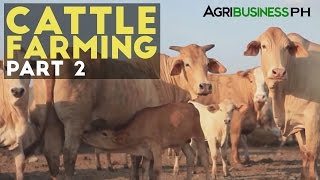 Cattle Farming Part 2  Zero Grazing Cattle Farming  Agribusiness Philippines [upl. by Hayila]