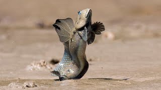 Facts The Mudskipper [upl. by Rollins]