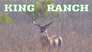 Hunting the King Ranch in Kingsville Texas [upl. by Leeth576]