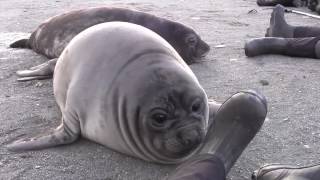 Elephant Seal Pup Encounter on South Georgia Island [upl. by Lindblad]