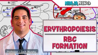 Hematology  Erythropoiesis Red Blood Cell Formation Part 1 [upl. by Ibok]