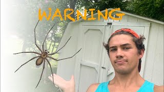 Identifying the Brown Recluse Spider Infestation  Example and Treatment [upl. by Durwood]