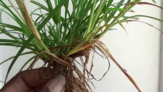 Eleusine indicairon grassBelathanaHerbal plants of Sri Lanka [upl. by Lisetta]