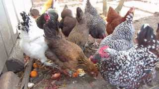 Feeding chickens kitchen scraps [upl. by Enelez]