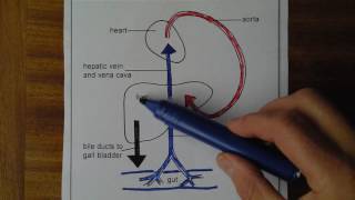 Liver 1 Blood supply and drainage [upl. by Sungam]