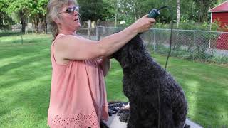 Portuguese Water Dog Gets A Retriever Cut [upl. by Naitirb177]