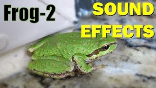 Frog Sound 2  Sound Effects [upl. by Uahc]