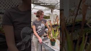 How to Trim Sarracenia Pitcher Plants [upl. by Akinuahs]