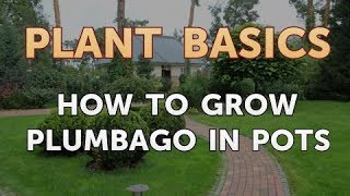 How to Grow Plumbago in Pots [upl. by Simdars]