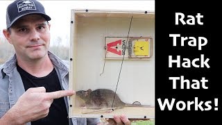 A Rat Trap Hack That Works How To Catch MORE Rats amp Mice  Mousetrap Monday [upl. by Nala]