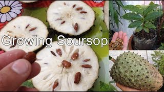 Growing Soursop From Seed to fruit in containers [upl. by Ahcorb]