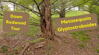 Overview of Dawn Redwoods Metasequoia glyptostroboides  Hobby Bobby [upl. by Retrac]