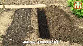 How to plant and grow Asparagus with Thompson amp Morgan [upl. by Greysun915]