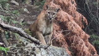 What to Do if Youre Ever Followed By a Mountain Lion [upl. by Tillion]