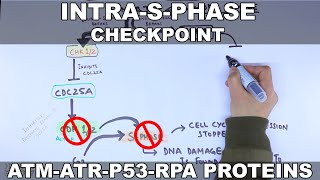 Intra S Phase Checkpoint [upl. by Court]