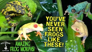 AMAZING FROG MORPHS OF RAINFOREST JUNKYS  FROG BREEDING AND CARE [upl. by Keyes]