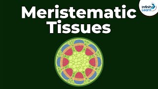 What are Meristematic Tissues  Infinity Learn [upl. by Ilsel904]