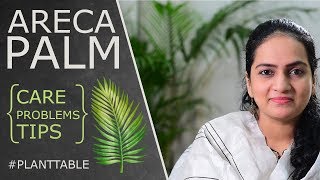 Areca Palm Dypsis lutescens  Care Info amp Problems  House Plants  Plant Table [upl. by Othella]