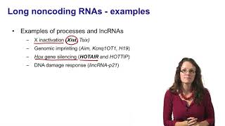 7 Noncoding RNAs long noncoding RNAs introduction [upl. by Llezniuq839]