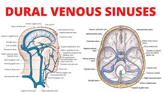 Dural Venous Sinuses [upl. by Melton]