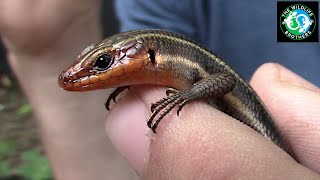 Catching a Speedy Fivelined Skink [upl. by Lillith]