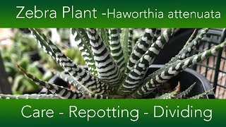 How to Grow The Zebra Plant Succulent  Haworthia attenuata Varieties and Propagation [upl. by Ittap]