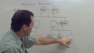 Autosomal Dominant Pedigree [upl. by Dolly]