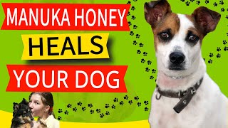 Manuka Honey for Dogs Uses Benefits and Dosage [upl. by Lorette]