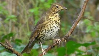 Song Thrush Birds Singing  Beautiful Relaxing Bird Sounds and Video [upl. by Roobbie]