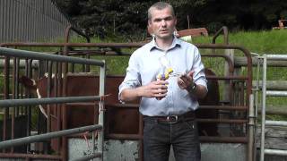 Cattle injections with Sterimatic system for safer cleaner injections [upl. by Clarinda796]