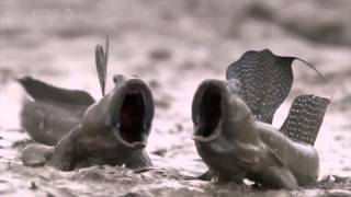 Mudskippers screaming fish Wait for it [upl. by Meade]