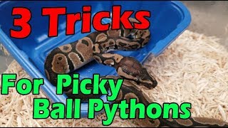 Getting a Picky Ball Python to Eat [upl. by Ainevuol]