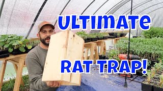 No More Rats Easy Homemade Rat Trap [upl. by Reisch451]