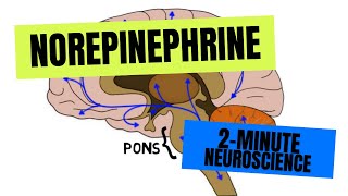 2Minute Neuroscience Norepinephrine [upl. by Layton125]