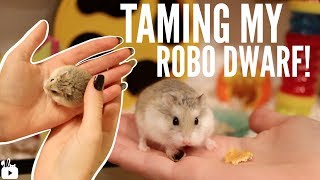 TAMING MY ROBOROVSKI HAMSTER [upl. by Yodlem]