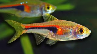 Top 10 Aquarium Fish For Beginners [upl. by Kolk]