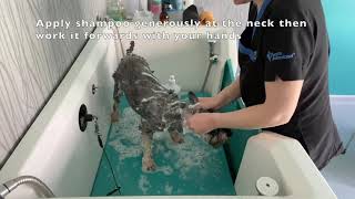 Dog bathing  with a professional groomer [upl. by Bonney266]