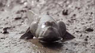 Mudskipper The Walking Fish HD [upl. by Ylekalb385]